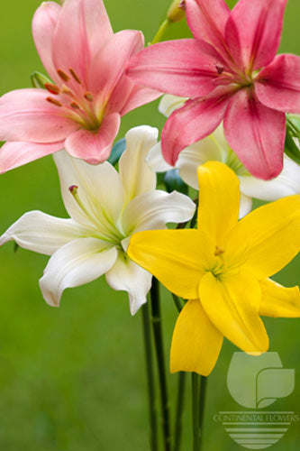 compare product Lily La Hybrid Assorted L.A. Hybrid 35B