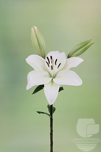 Lily La Hybrid White Litouwen 35B