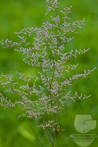 compare product Limonium Blue Misty 90cm