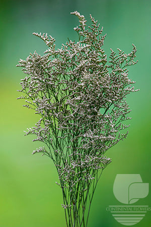 compare product Limonium White Misty 90cm
