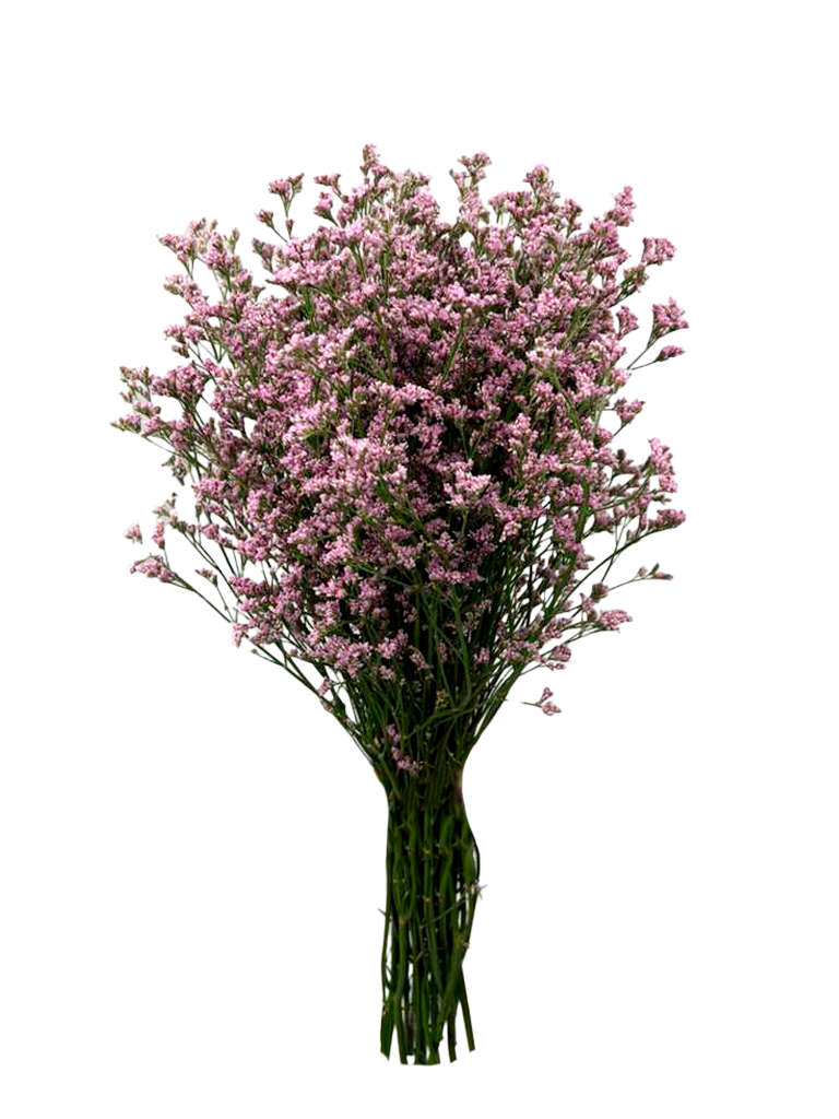 LIMONIUM-PK-frontal.png