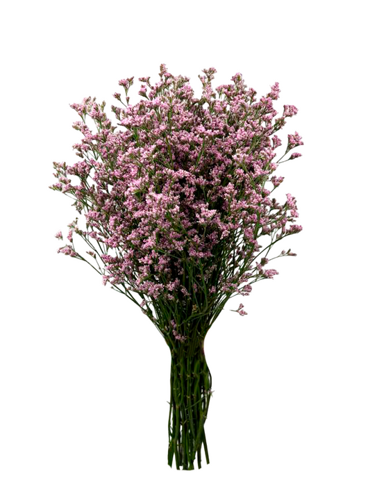 LIMONIUM-PK-frontal.png
