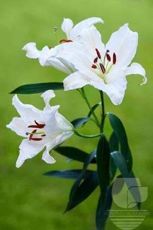 compare product Lily Oriental White Crystal White 35B