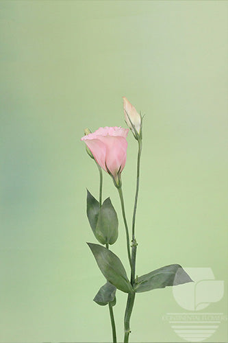 Lisianthus Peach - 60cm