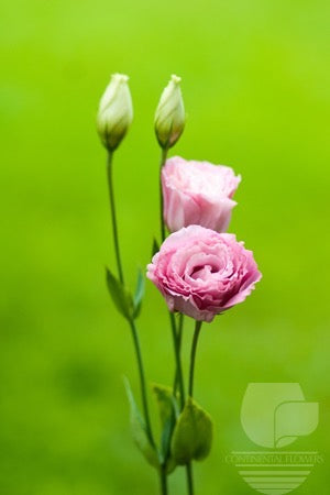 Lisianthus Pink - 60cm