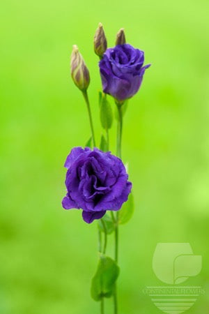 compare product Lisianthus Purple - 60cm