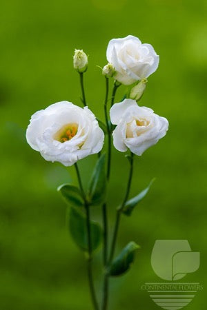 compare product Lisianthus White - 60cm