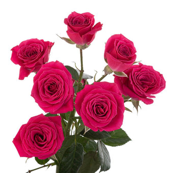 compare product Spray Rose 50cm Dark Pink Lovely Lydia