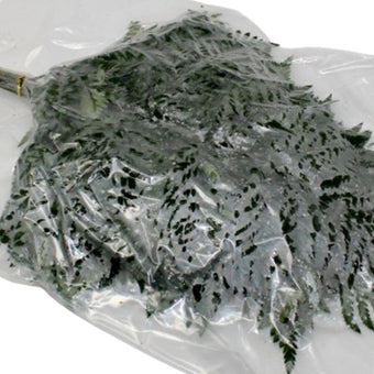 compare product Leatherleaf - Freshlock Vac - 10 Pack