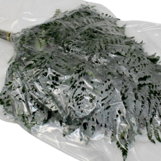 Leatherleaf - Freshlock Vac - 12 Pack