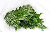 Leatherleaf - 20 Pack