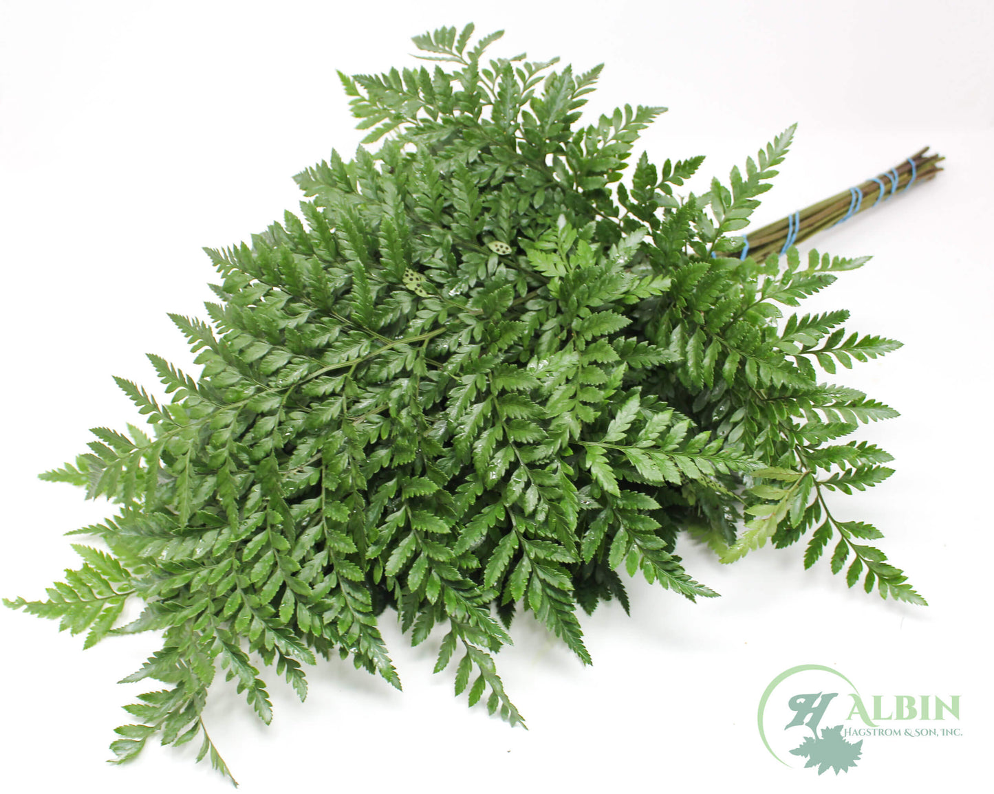 Leatherleaf - 20 Pack