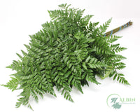 Leatherleaf - 20 Pack