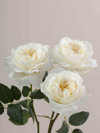 compare product Roses Cream Leonora 50cm
