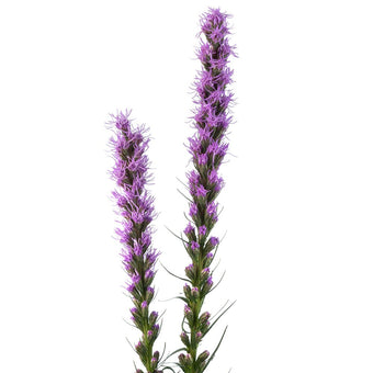 compare product Liatris 70cm Purple
