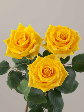 compare product Roses Yellow Lighthouse 70cm