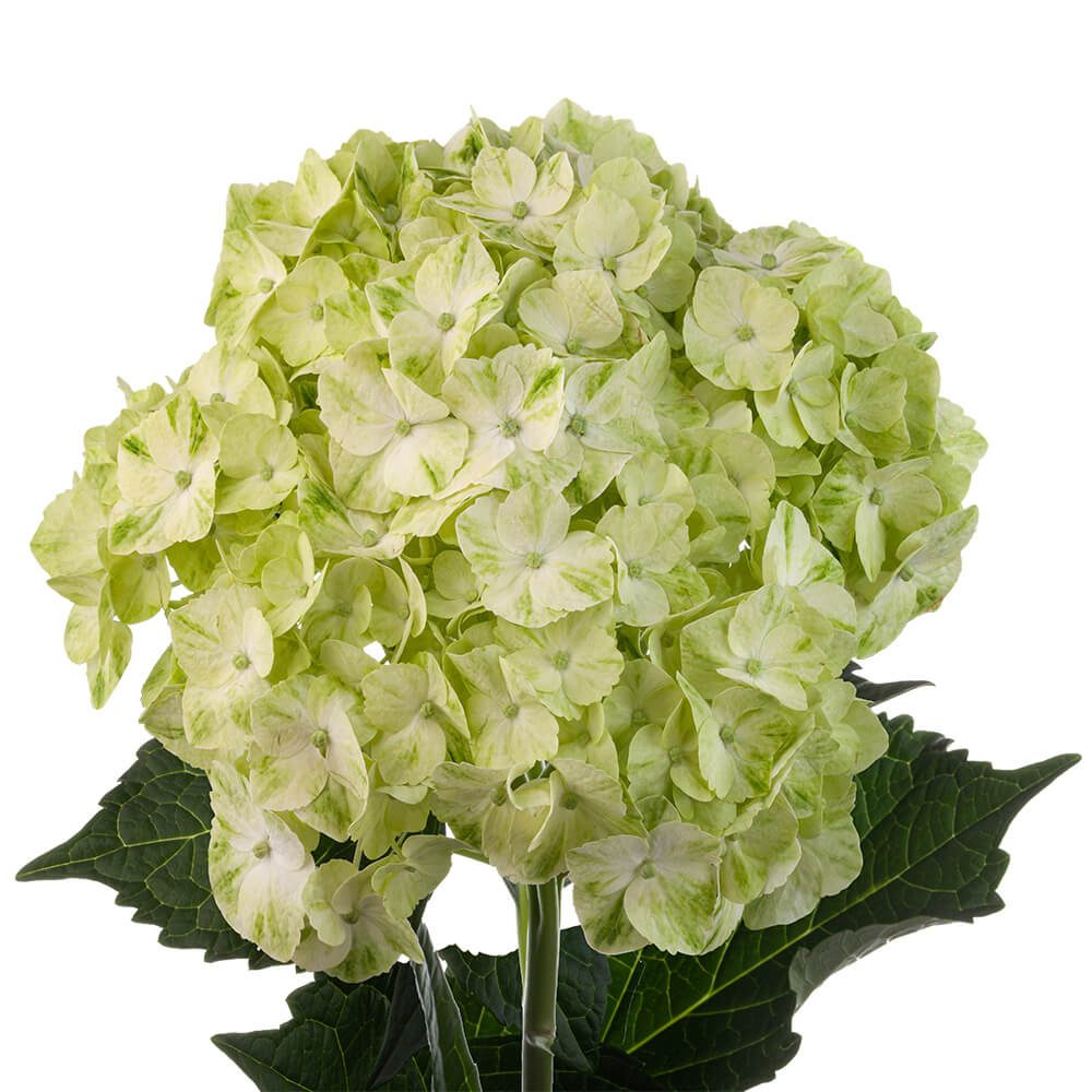 Lime-Green-oqtw9qxu6mh4zld7lk2qjybh0h0th0w9pi9rwqla8g.jpg