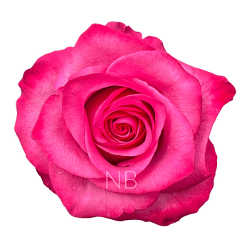 compare product LOLA HOT PINK ROSE 40 CM
