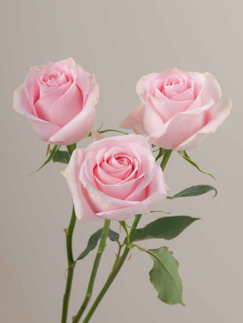 compare product Roses Light Pink Luciano 60cm