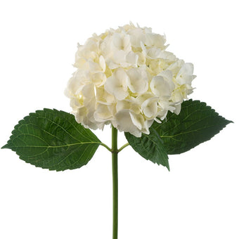 compare product Hydrangea Select White