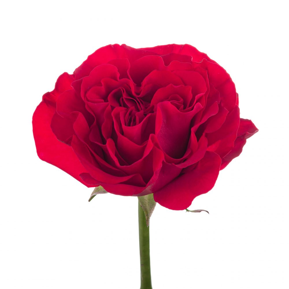 MAYRAS-BRIGHT-1-scaled-oug0nu7pzjb4wp4plat5hpv3w9c5c0femk7cd97nrk.jpg
