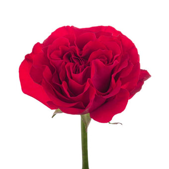 compare product Ah!Maze Roses 40cm Dark Pink Mayra`S Bright
