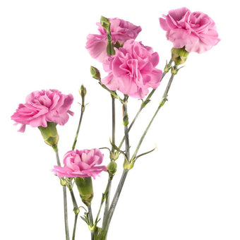 compare product Mini Carnation Lavender