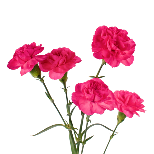 MINI-CARN-ALAIA-fontal-r4wab053azgbljiwfottzrwpia8low3s3ukdw8o22w.png