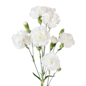 compare product Mini Carnation White