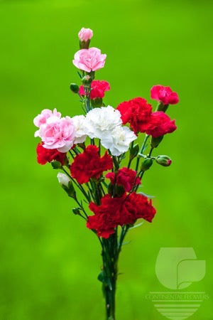 compare product Mini Carnations Valentine Pack Seasonal Select