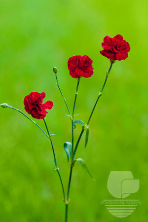 Mini Carnations Burgundy - Select