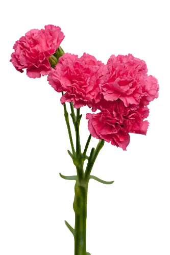 Homepage - Carnations