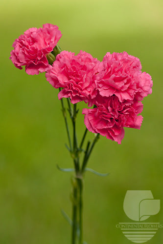 Mini Carnations Dark Pink - Select