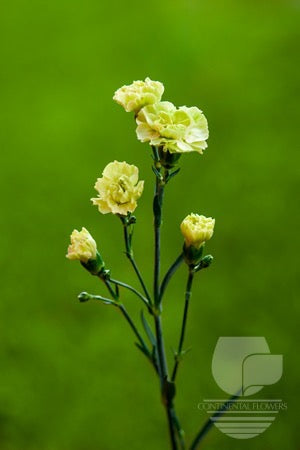 compare product Mini Carnations Green - Select