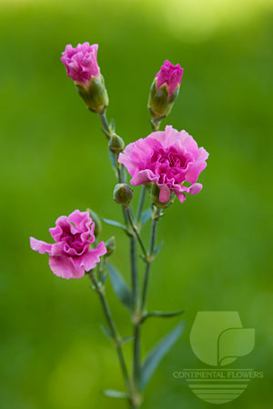 compare product Mini Carnations Lavender - Select