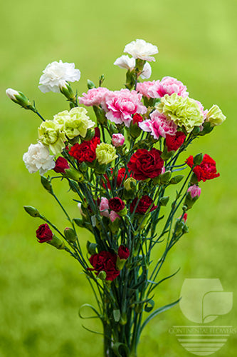 Mini Carnations Assorted - Select