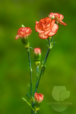 compare product Mini Carnations Orange - Select