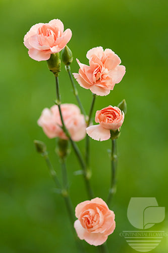 Mini Carnations Peach - Select