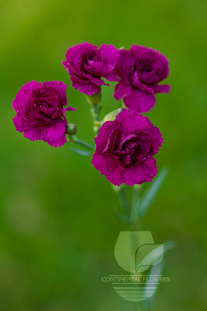 Mini Carnations Purple - Select