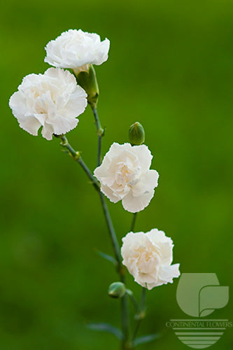 Mini Carnations White - Select