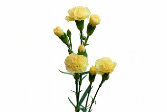 compare product Mini Carnations Yellow - Select