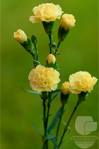 Mini Carnations Yellow - Select