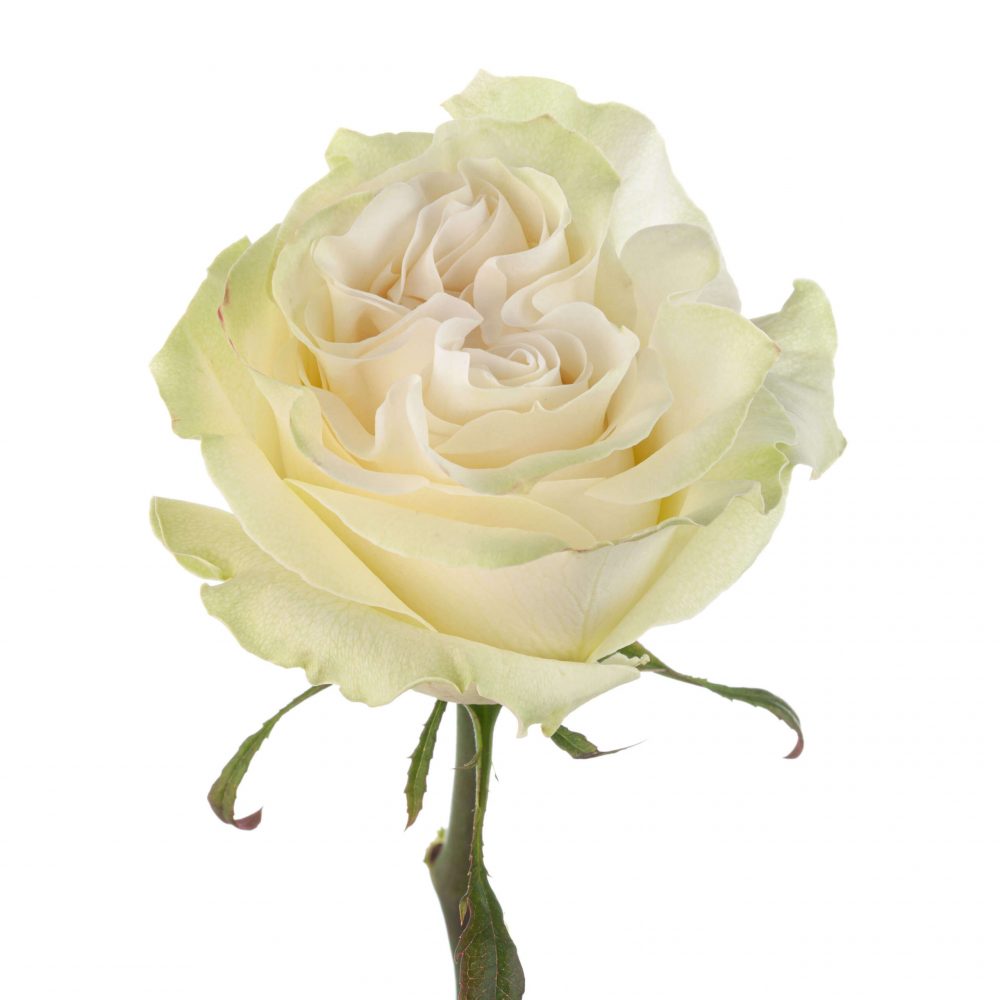 MOONSTONE_1-scaled-oubcq8r7b5cdx4p2mk3azsxewhb72ktwfmzxxr2tjk.jpg