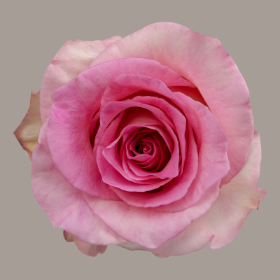Color Roses Mandala Pink 50 Cm