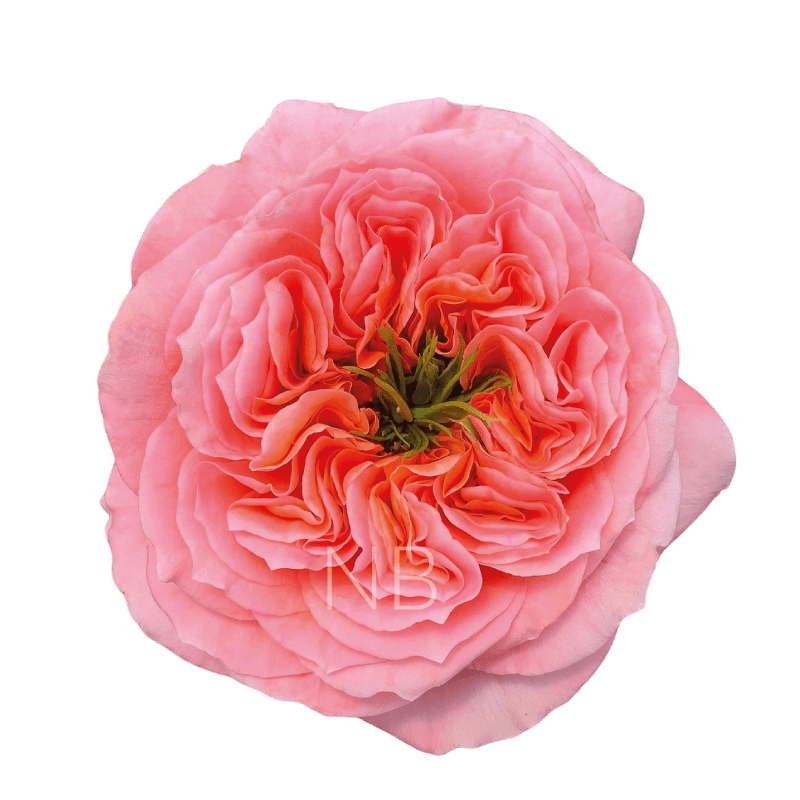 MANDARIN X-PRESSION CORAL ROSE 40 CM