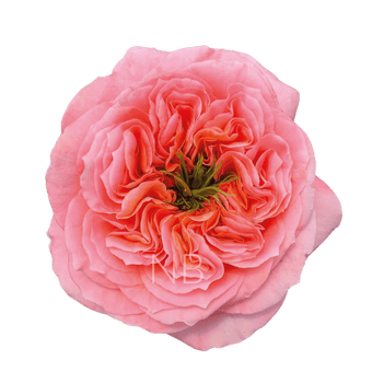 compare product MANDARIN X-PRESSION CORAL ROSE 40 CM