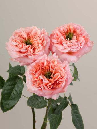 compare product Roses Peach Mandarin X-pression 40cm