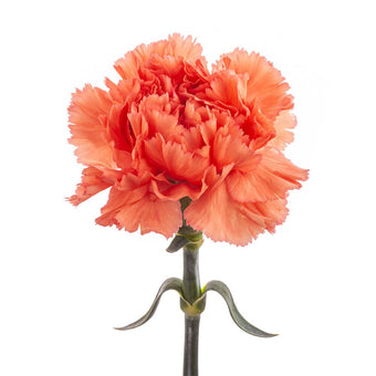 compare product Carnation Fancy Orange Megan