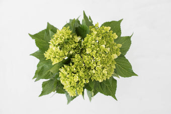 compare product Hydrangea Mini Light Green  30ST EB