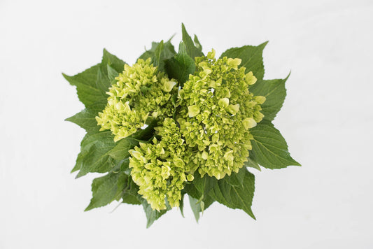 Hydrangea Mini Light Green Minigreen 50ST QB